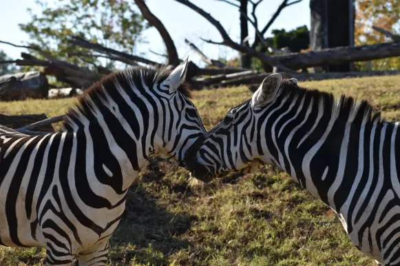 جيت10 كازينو الدعم